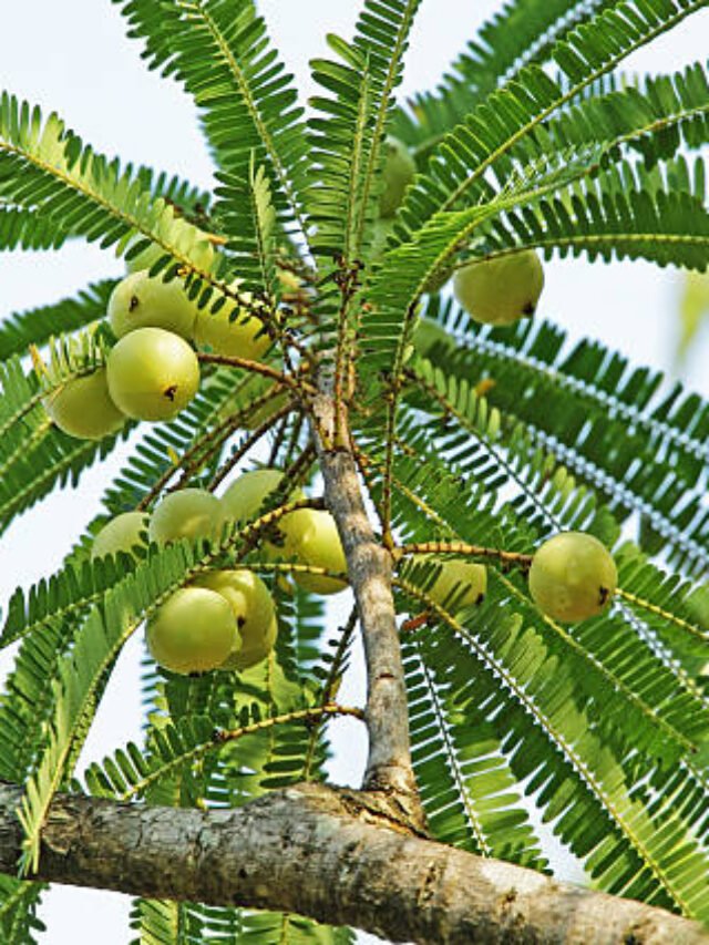 आवला खाने के फायदे